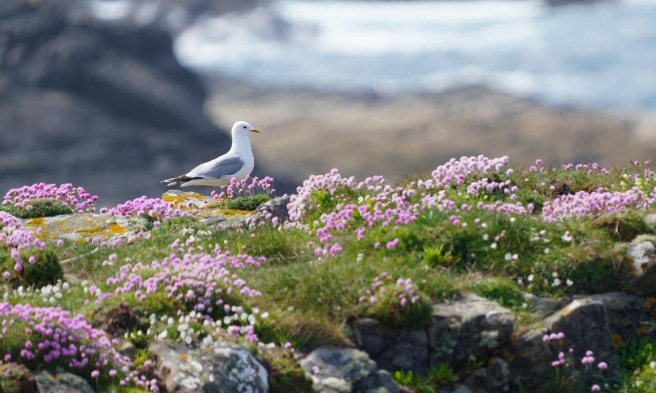 Meadow Cottage Belmullet Exterior foto